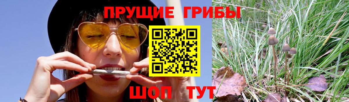 Псилоцибиновые грибы GOLDEN TEACHER  Вход с VPN  Галлюциногенные грибы Psilocybine cubensis  цена наркотик  Тында 